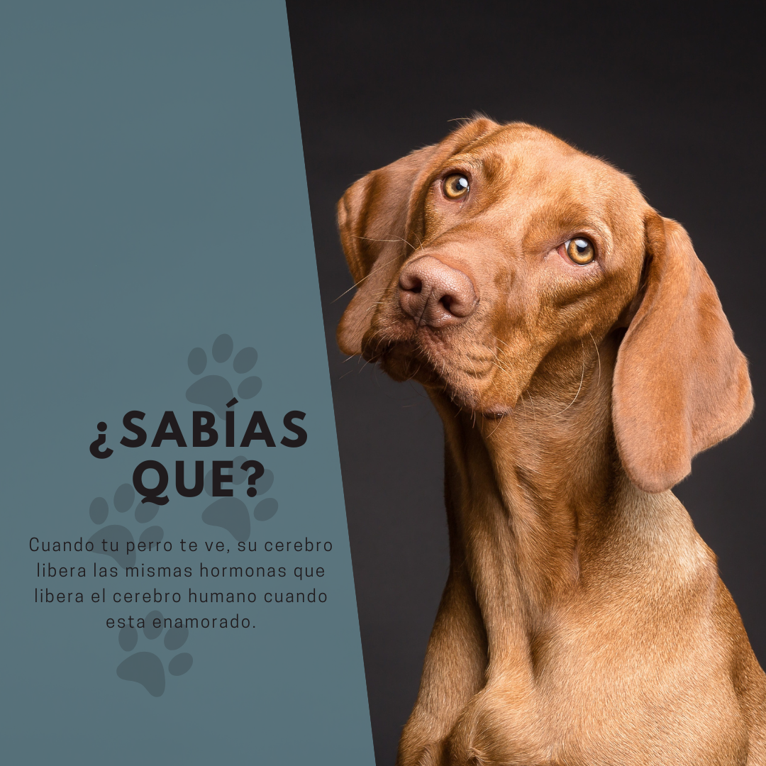 El Lenguaje Secreto de Tu Mascota